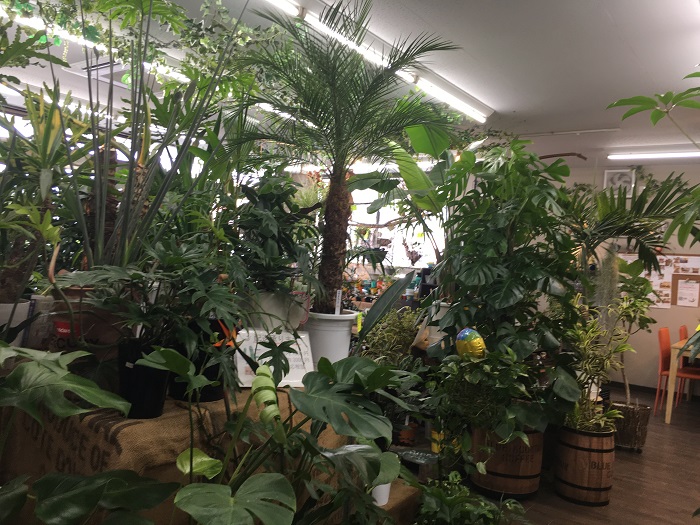 Funny Plants 小山市 栃木市 園芸店 Lovegreen ラブグリーン