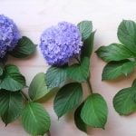梅雨の季節のお花といえば、アジサイ（紫陽花）ですね。アジサイ（紫陽花）は花を楽しんだ後、挿し木の適期を迎えます。アジサイ（紫陽花）は挿し木での活着が良く、簡単に株を増やすことができます。挿し木をした後、庭木として植えこむまでには3年以上かかりますが、鉢植えの場合は、上手に育てれば1年後に花が楽しめます。 「お気に入りのアジサイ（紫陽花）を毎年咲かせたい。」「増やして楽しみたい。」そんな方に、今回は花後の切り戻し剪定と挿し木の方法をご紹介します。