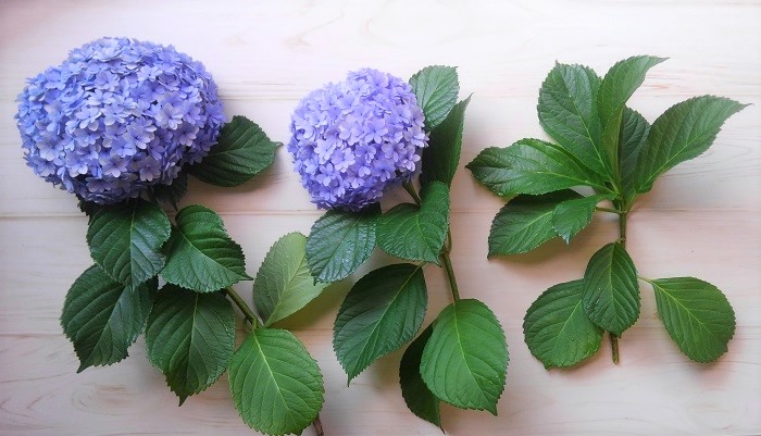 梅雨の季節のお花といえば、アジサイ（紫陽花）ですね。アジサイ（紫陽花）は花を楽しんだ後、挿し木の適期を迎えます。アジサイ（紫陽花）は挿し木での活着が良く、簡単に株を増やすことができます。挿し木をした後、庭木として植えこむまでには3年以上かかりますが、鉢植えの場合は、上手に育てれば1年後に花が楽しめます。 「お気に入りのアジサイ（紫陽花）を毎年咲かせたい。」「増やして楽しみたい。」そんな方に、今回は花後の切り戻し剪定と挿し木の方法をご紹介します。