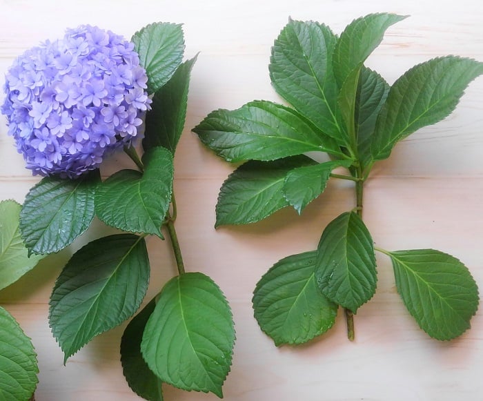 やってみた 紫陽花 アジサイ の増やし方 切り戻し剪定と挿し木の適期と生長 Lovegreen ラブグリーン