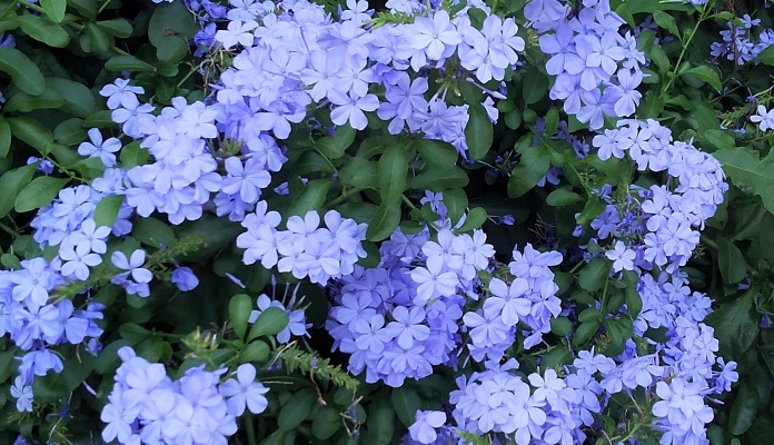 ルリマツリ（プルンバゴ）は、爽やかなブルーの花を春から秋まで繰り返し楽しめる丈夫で育てやすい植物です。花径2～3㎝程度の花を多数、手毬状に咲かせとても人気があります。育てるコツを覚えてかわいい花を次々咲かせて楽しみましょう。