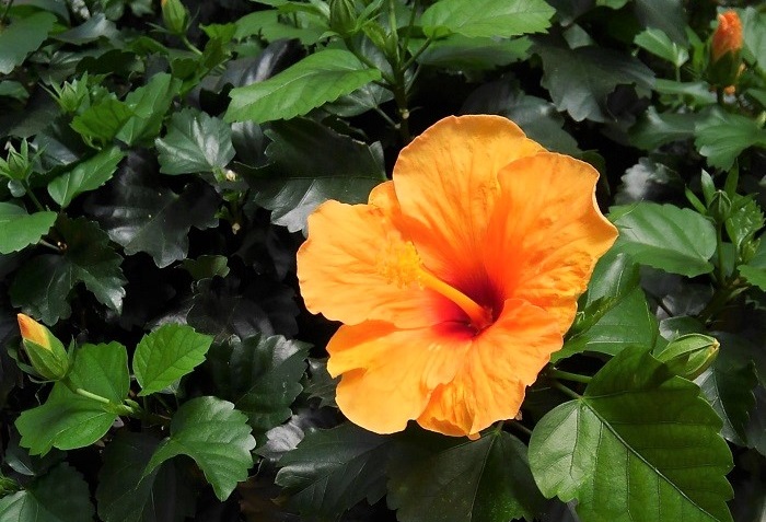 ハイビスカスは、アオイ科の非耐寒性常緑低木で、開花期は5月～10月です。  華やかな美しい花が魅力の熱帯花木として人気があります。日本では一般的に鉢植えで楽しまれていますが、沖縄や霜が降りない暖地では庭木などとしても使われています。  ハイビスカスの花は、通常朝開いて夜に閉じて1日で終わってしまう1日花です。しかし最近は品種改良により、1つの花が2～3日咲くハイビスカスも出てきています。