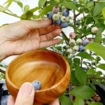 ベランダでブルーベリーを収穫！簡単ジャムの作り方と使い方