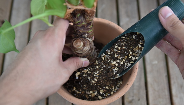 クワズイモの剪定や植え替えなどの管理方法と増やし方 挿し木 Lovegreen ラブグリーン