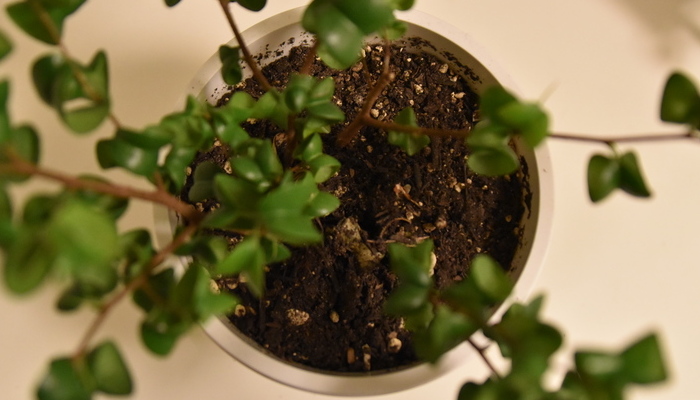 観葉植物の厄介な害虫 コバエの効果的な予防方法と駆除方法 Lovegreen ラブグリーン