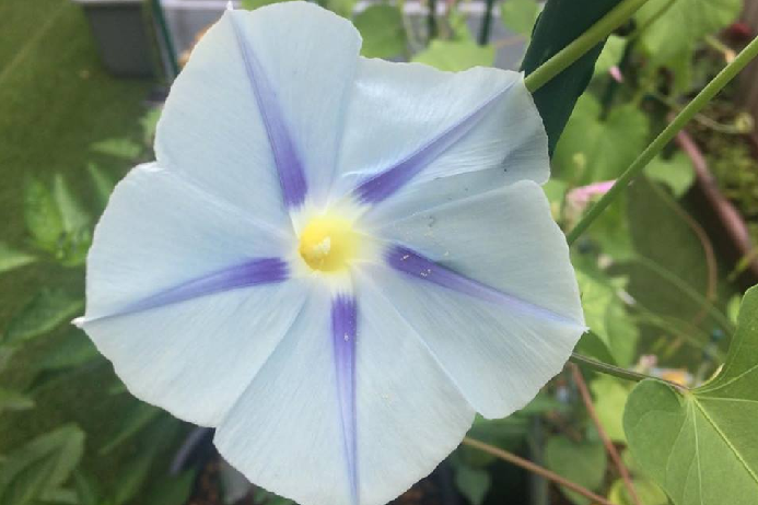 西洋アサガオ  一年草のアサガオの花の色は青や紫、中にはピンクがかった色や複色などさまざまな品種があります。アサガオの花形は円錐形で、ラッパの先端のように開きます。