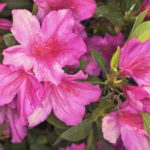 アザレアの育て方 Lovegreen ラブグリーン