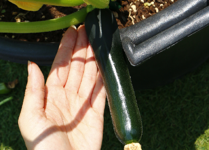 ズッキーニは、開花後1週間ほどで長さ20～30cm前後に生長し、収穫することができます。   丸ズッキーニは開花後3~5日で6~7cmほどで収穫になります。  品種によって収穫のサイズが異なりますので、品種の確認を忘れずにしましょう。