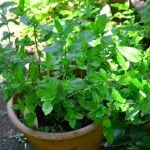 ミントの育て方・栽培方法｜植え替え、切り戻しなどお手入れのコツ