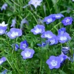 ネモフィラの育て方｜種まき時期や苗の植え方、日々の管理まで