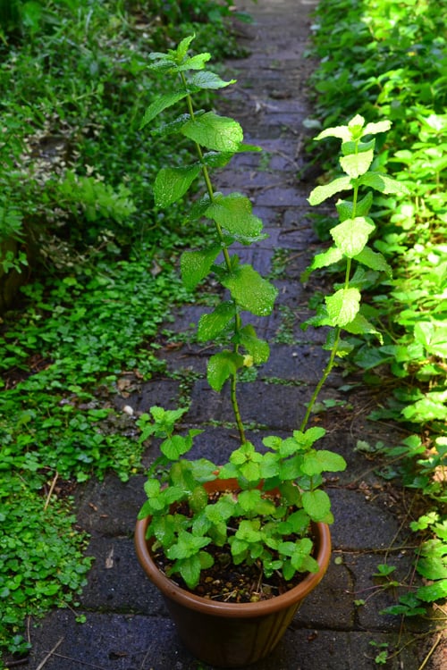 どんどん伸びて７月ごろ花が咲きます。写真は2本だけ切り戻さないでおいたミント。ミントの葉を使うために育てている方は、定期的に剪定をして、花を咲かせないようにするのがポイントです。