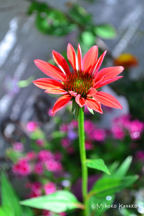 秋から楽しむガーデニング おすすめの秋の花10種とお手入れポイント Lovegreen ラブグリーン