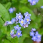 可憐な春の草花、ワスレナグサ｜育て方のコツや楽しみ方