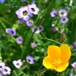 秋は種まきの季節! 種をばらまくだけで咲く、秋まきで春に咲く花