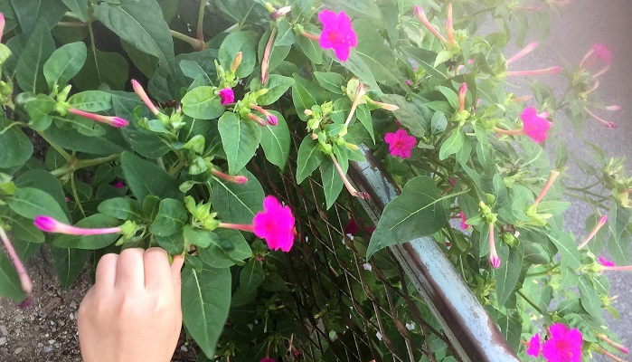 花を楽しむ オシロイバナを種から育てて花を使って遊ぼう Lovegreen ラブグリーン