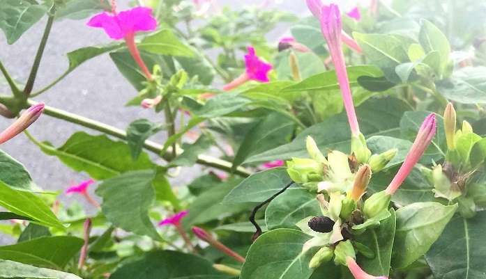 花を楽しむ オシロイバナを種から育てて花を使って遊ぼう Lovegreen ラブグリーン