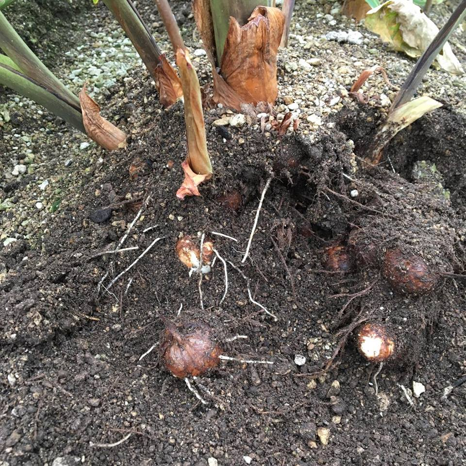 サトイモ 里芋 の育て方 栽培 Lovegreen ラブグリーン