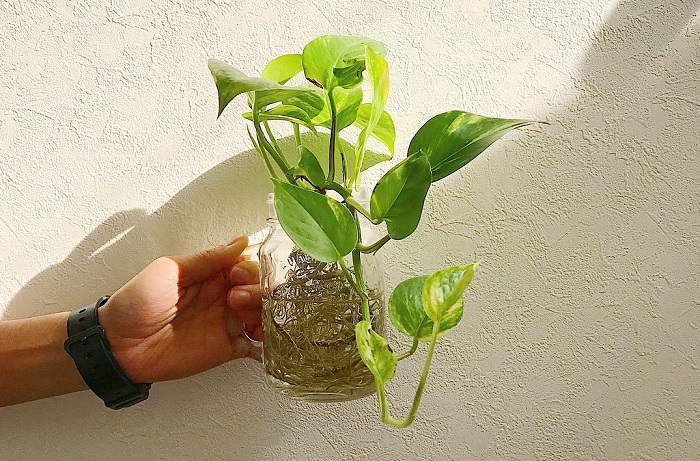 水耕栽培 水栽培 にチャレンジ 水耕栽培 水栽培 できる球根植物や野菜 観葉植物までご紹介 Lovegreen ラブグリーン