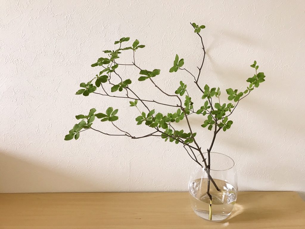 インテリアにも良い ドウダンツツジの枝を花瓶に生けよう Lovegreen ラブグリーン