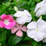 ニチニチソウの育て方｜長く花を楽しむための切り戻しや突然枯れる原因