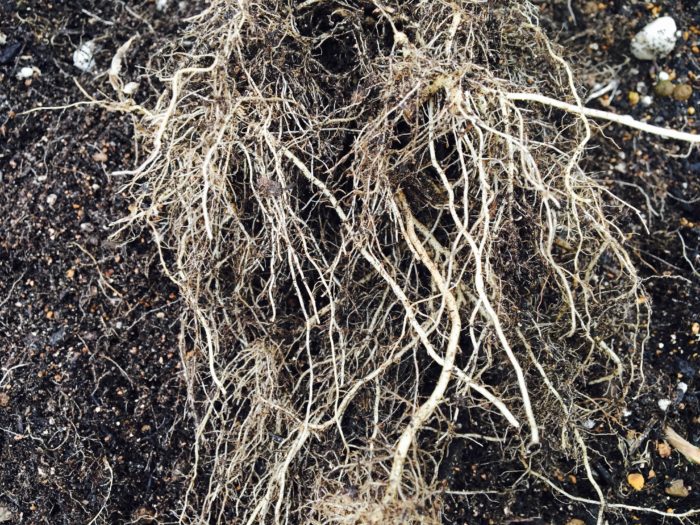 抜き取ったミニトマトの苗の根をよく見てみると、上の画像のように太い根と細い根があります。どちらの根も表面に凸凹のない、きれいな根をしています。