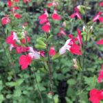 丈夫で花期が長い宿根草！チェリーセージの育て方
