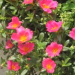 ポーチュラカの育て方 Lovegreen ラブグリーン