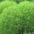 コキアは、ふんわりとした球状の草姿がユニークでかわいらしく、秋には赤く紅葉する人気の一年草です。枝をほうきの材料として使うことができるので「ホウキグサ」とも呼ばれています。こぼれ種でも繁殖するほど丈夫な植物でもあります。今回はそんなコキアの育て方や手入れの方法などをご紹介します。