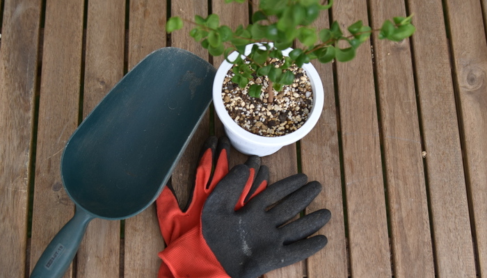 観葉植物を管理するときのマストアイテム土や道具１０選 Lovegreen ラブグリーン