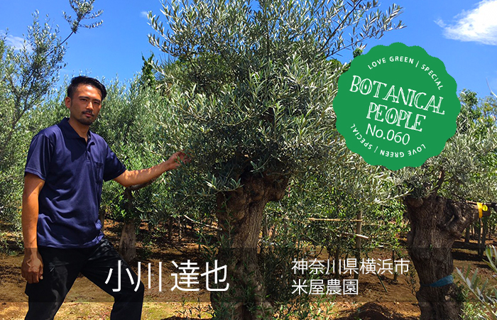 米屋農園 小川 達也 日本では珍しい 古木のオリーブの魅力について Lovegreen ラブグリーン
