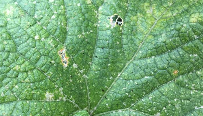 キュウリの害虫で最初に穴が空き、その周りが少しずつ枯れていく様子です。８月に入りウリ科の野菜にこのような葉の食害を見つけたら、おそらくウリハムシの仕業です。