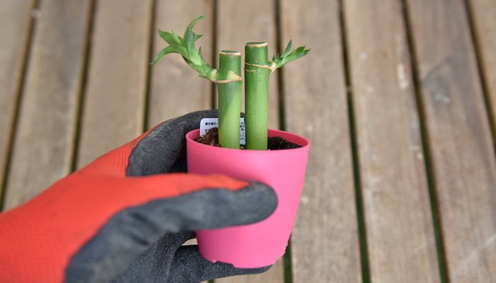 100均の小さなミリオンバンブーを水苔に植え替えよう Lovegreen ラブグリーン