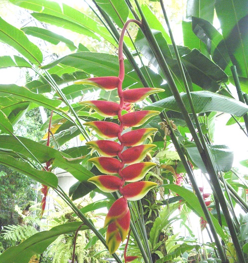 画像提供：夢の島熱帯植物館    ▼垂れ下がる姿が印象的なヘリコニア。オウムのくちばしが連なっているようでユニークですね。この部分はじつは苞（ほう）で、花ではないそうです。