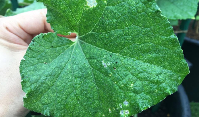 キュウリの葉が穴だらけに ウリハムシの被害と対策 Lovegreen ラブグリーン