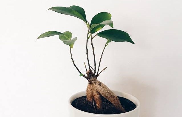 初心者におすすめの観葉植物 枯れてしまう原因や室内で育てるポイントをご紹介 Lovegreen ラブグリーン
