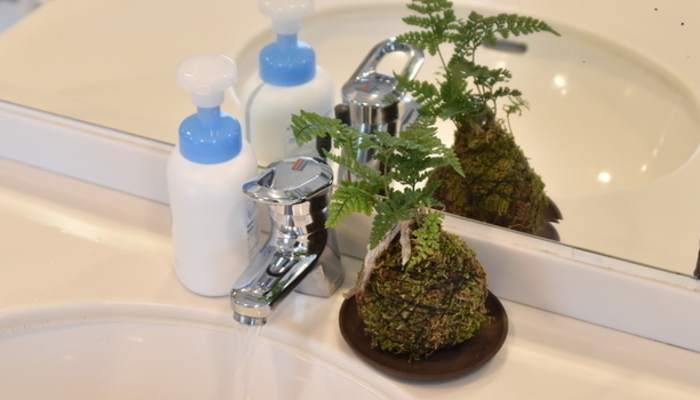 水回りも素敵に 洗面所におすすめの観葉植物8選と飾り方 Lovegreen ラブグリーン
