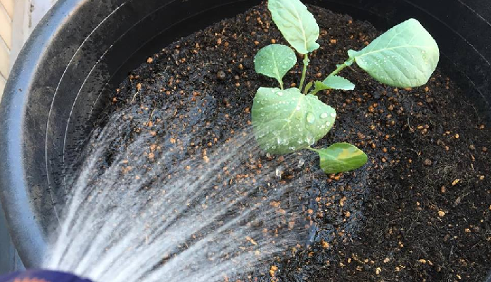 3. 苗の周りを少し凹まして苗にしっかり水が浸透するように植え付けてから、最後にお水をしっかり与える。  植えたばかりの苗は、土に活着するまでに少し時間がかかります。その際、根が乾燥してしまわないためにも、植え付けから1週間位はしっかりと水を与えます。