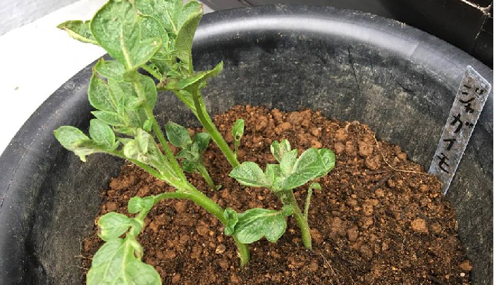 ジャガイモもニンジン同様、9上旬の植え付けはギリギリの時期です。ジャガイモも暖かい気温が続くうちにめい一杯日差しを当ててて生育させましょう。上の画像のジャガイモは順調な生育です。ちょうど1ヶ月ほどで芽かきをした後に、追肥と土寄せをしました。
