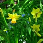秋植え球根おすすめ10選｜球根の選び方や植え付けまでの管理