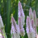 育てて作ろう！ドライフラワーになる花｜秋の花編
