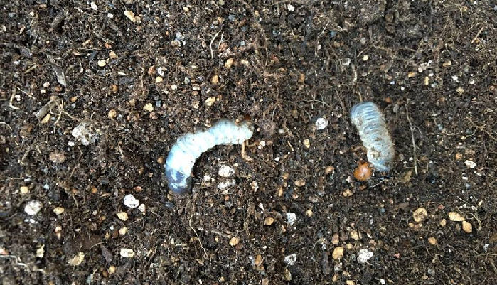 今回ピーマンを抜いた後の土をほぐしていると、コガネムシの幼虫が4匹も出てきました。  これも後期のピーマンの生育が悪かった一因かもしれませんね。  しっかり土をほぐして、秋冬野菜を植え付ける前に害虫を見つけ出しましょう！
