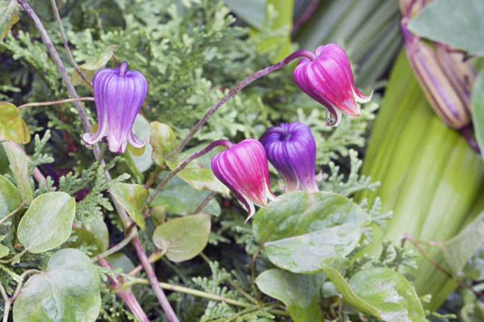 クレマチスの花言葉 種類 特徴 色別の花言葉 Lovegreen ラブグリーン