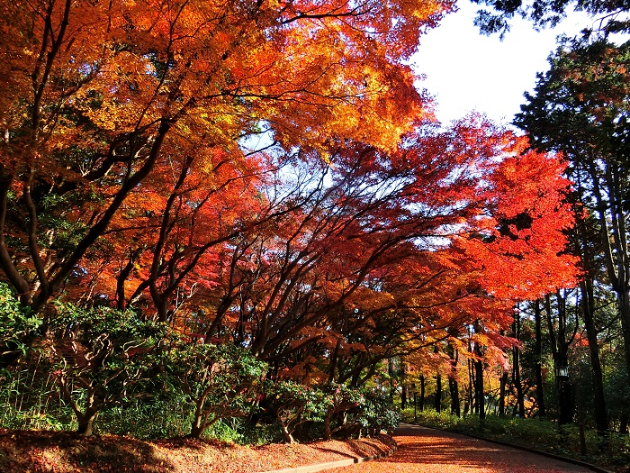 画像提供：神戸市立須磨離宮公園    ▼秋のイベント情報をくわしくみる！  