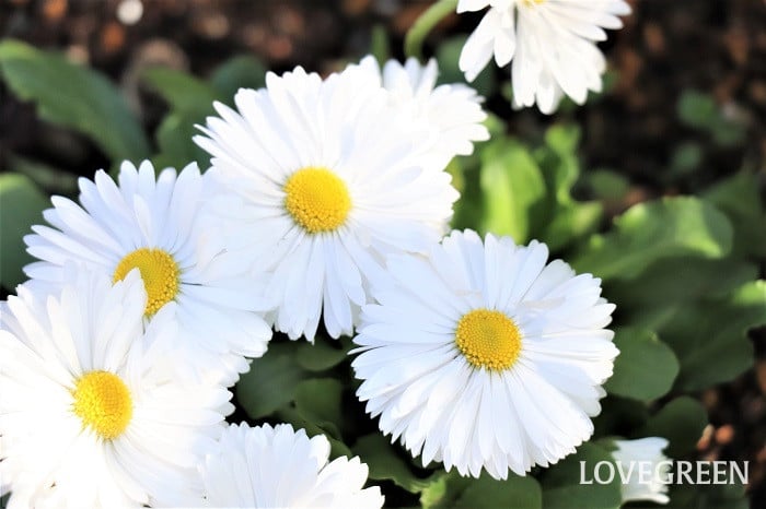 デイジー デージー デイジー デージー 雛菊 ヒナギク 育て方 性質