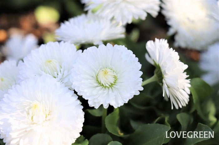 デイジー デージー デイジー デージー 雛菊 ヒナギク 育て方 性質