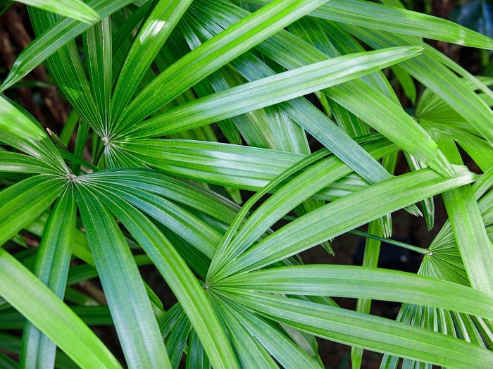 Adobe シュロチク