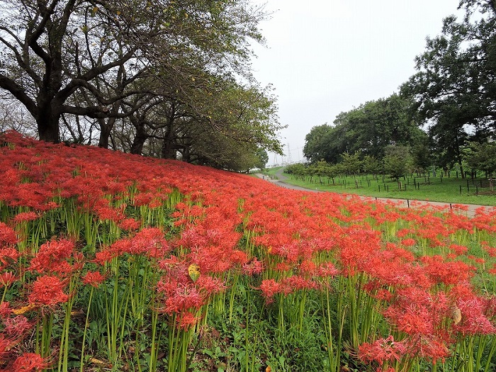 画像提供：権現堂管理事務所  埼玉県幸手市にある権現堂公園では、「第12回幸手曼珠沙華まつり」を開催します。今年の彼岸花は350万本を数え、まるで赤い絨毯を敷き詰めたような景色を見ることができます。