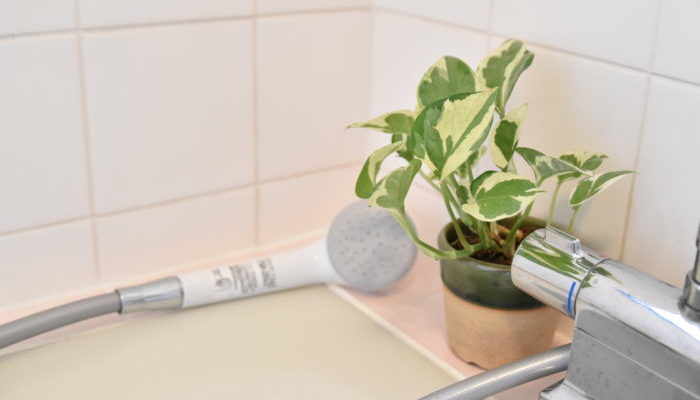 ちょっと暗め 浴室やトイレにオススメ観葉植物5選 Lovegreen ラブグリーン