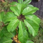 ブラッサイアの育て方 Lovegreen ラブグリーン