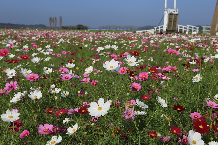 画像提供：佐倉市  春のチューリップフェスタ・夏の風車のひまわりガーデンと、季節の花を楽しませてくれる千葉県佐倉市のふるさと広場。秋は５０万本のコスモスが風車とともに迎えてくれます。コスモスフェスタ期間中は、毎日コスモスの摘み取りができます（有料）。